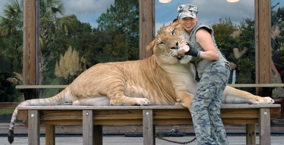 Hercules the Liger being fed milk from a baby bottle at Myrtle Beach Safari