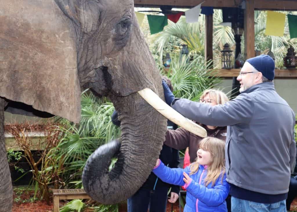 Bubbles the african elephant enjoying having her trunk stroked at Myrtle Beach Safari