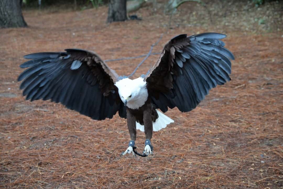 an African Fish eagle with wings spread at Myrtle Beach Safari
