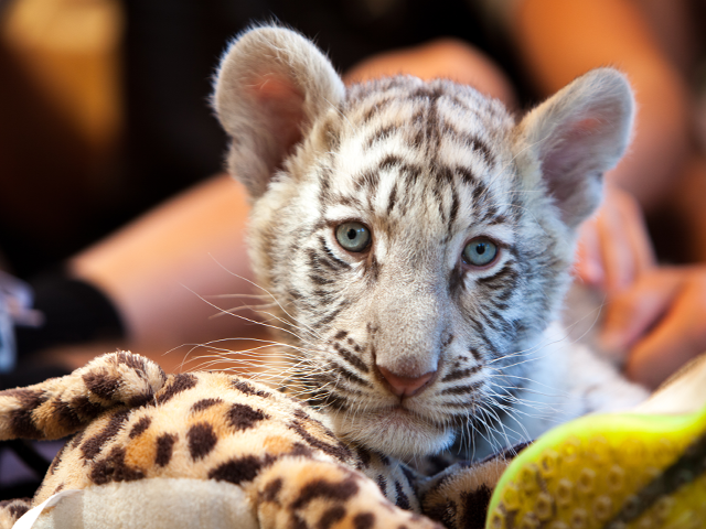 Blue eyed tiger cub