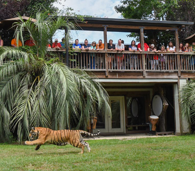 myrtle beach safari tiger preservation station